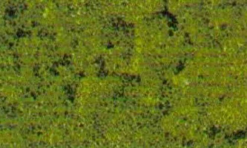 32933126.jpg