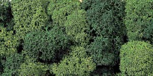 Krzaki skalne zielone 35g, Noch 08610