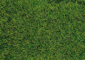 Mata dzika trawka torfowiskowa, Heki 1573