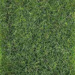 Mata dzika trawka ciemno-zielona, Heki 1577