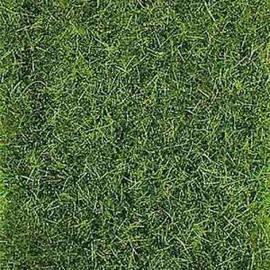 Mata dzika trawka ciemno-zielona, Heki 1577