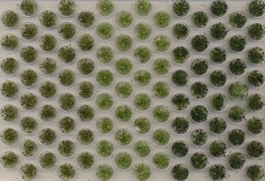 Kępki trawy, Noch 07133