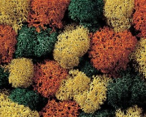 Krzaki skalne - mech skandynawski 35g, Noch 08630